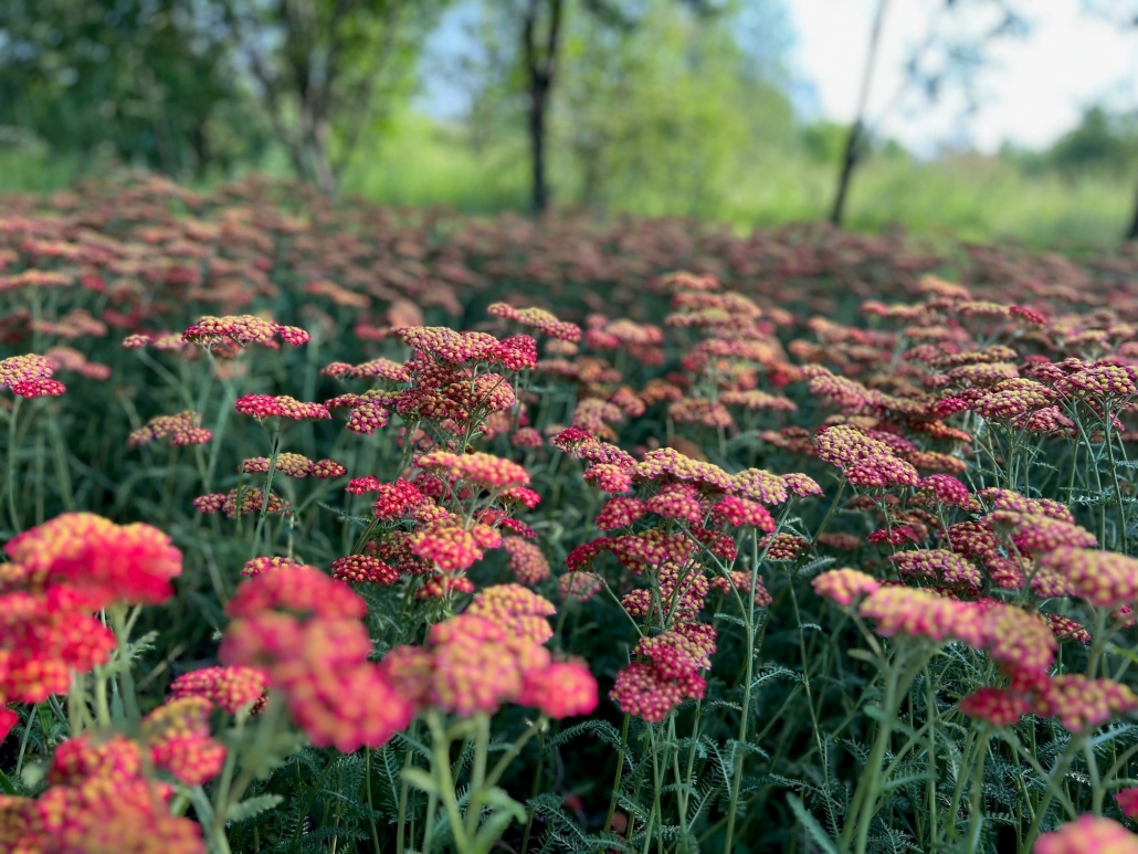 Kniaudiškių parkas